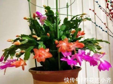 花苞|自根蟹爪兰养不好？避开这“6怕”，叶片肥厚，开成花瀑布