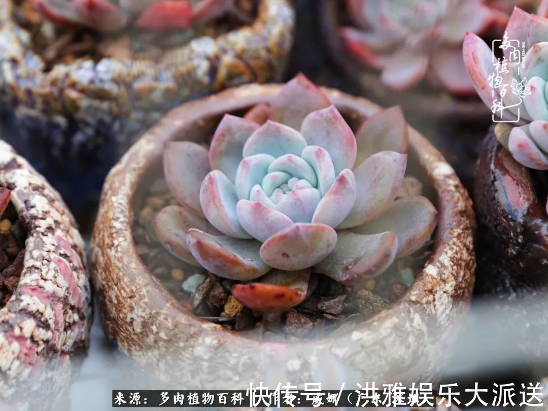 橙梦露|笼子里露养的多肉，越养越美！有多肉的日子伴着小确幸！