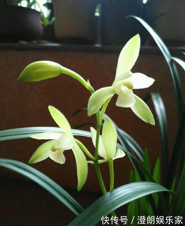 兰花|为什么吊兰养不死，新上盆的兰花要不要浇多菌灵晾根处理快服盆