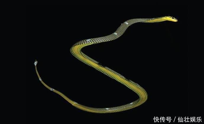 科学家们 唯一会飞的蛇，可连续飞24米，它是第一个掌握空气动力学的生物