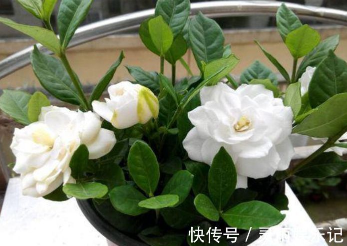 漂亮花|4种漂亮花,别乱浇水,水越多开花越少,旱着养反而长得旺