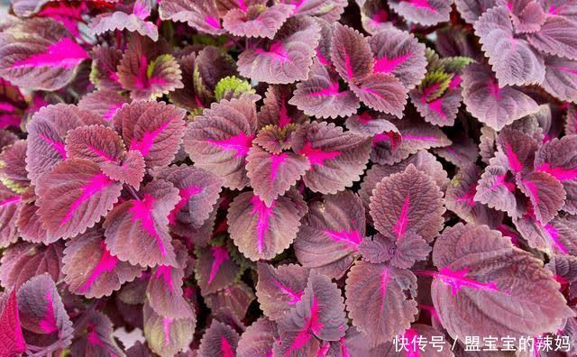 你知道紫蘇泡水喝有何作用?有什么禁忌?