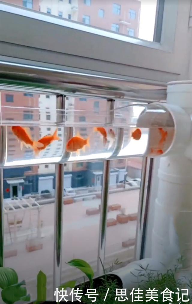 回家|去朋友家参观,被她家阳台圈粉了,塑料管养花养鱼回家我也弄一个