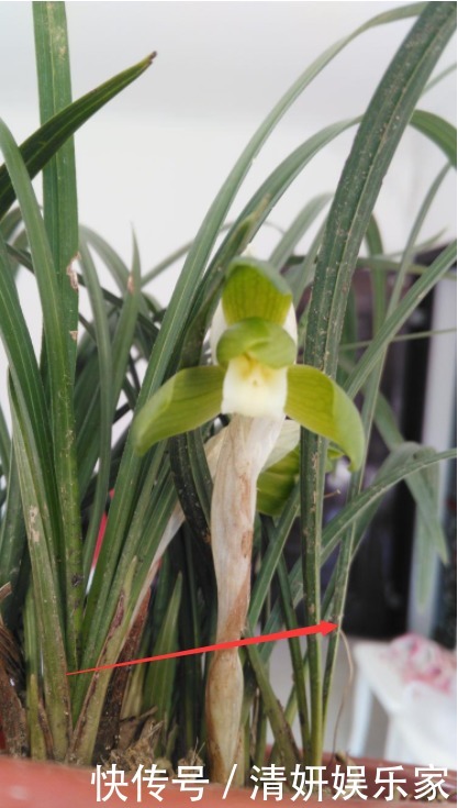 兰花凋谢后,早做3件事,新芽还比老苗多