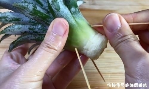 吃剩下的“菠萝头”不要扔,插3根牙签,放在家里太棒了,快学学