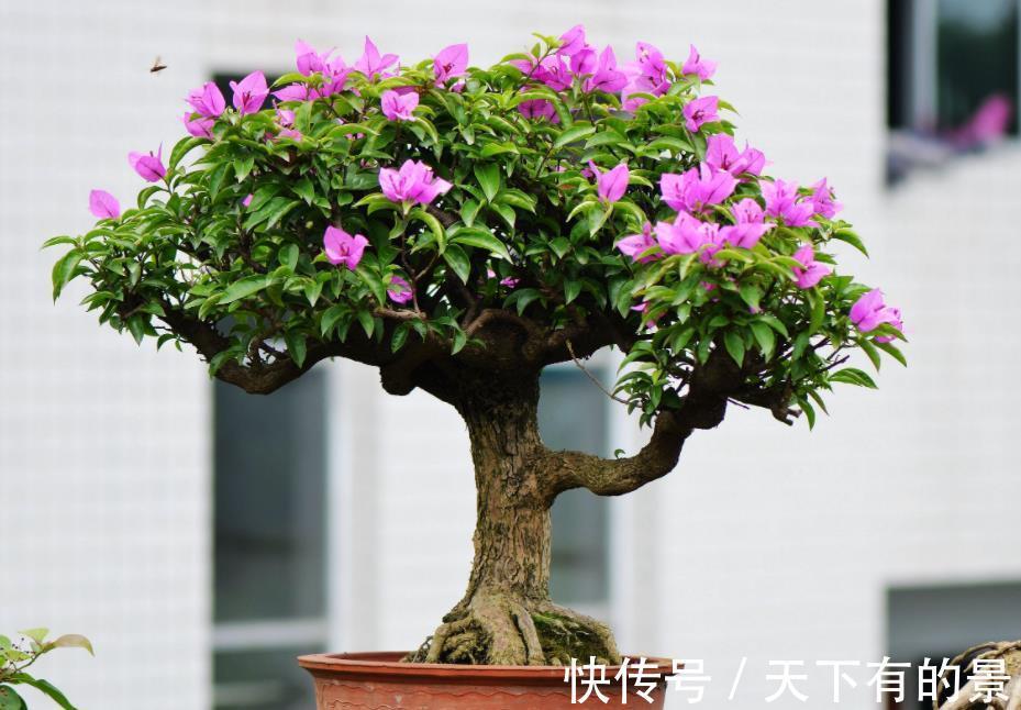 开花机器|养三角梅，反复做这件事，才不愧“开花机器”的美誉