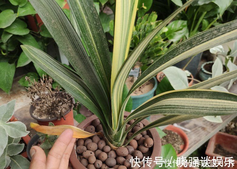 叶片|七八月份是君子兰“难养期”，要做好“2不1少”，才能叶绿根壮