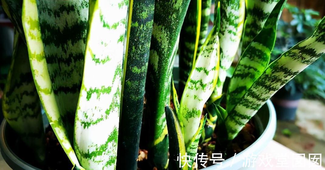 虎皮兰有“3喜2怕”,难怪不爱长新芽,现在纠正也不晚