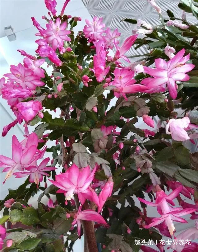 静养|蟹爪兰花后需“静养”,这些事不要做,不然蟹爪兰叶片打蔫难恢复