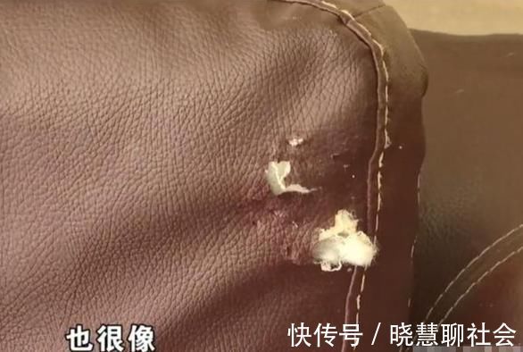 房东|将房屋租给爱狗人士,收房时险些哭出声,房客:维修是房主的事