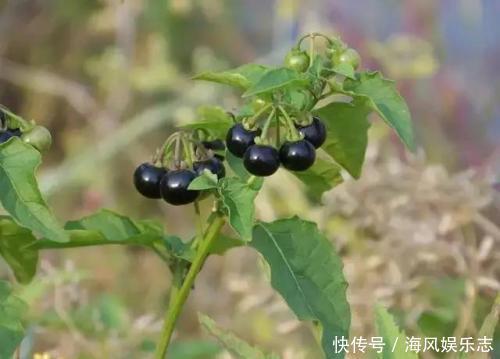 農村人稱為“老鴨眼睛”的一味中藥,可以用來調理腎炎水腫!