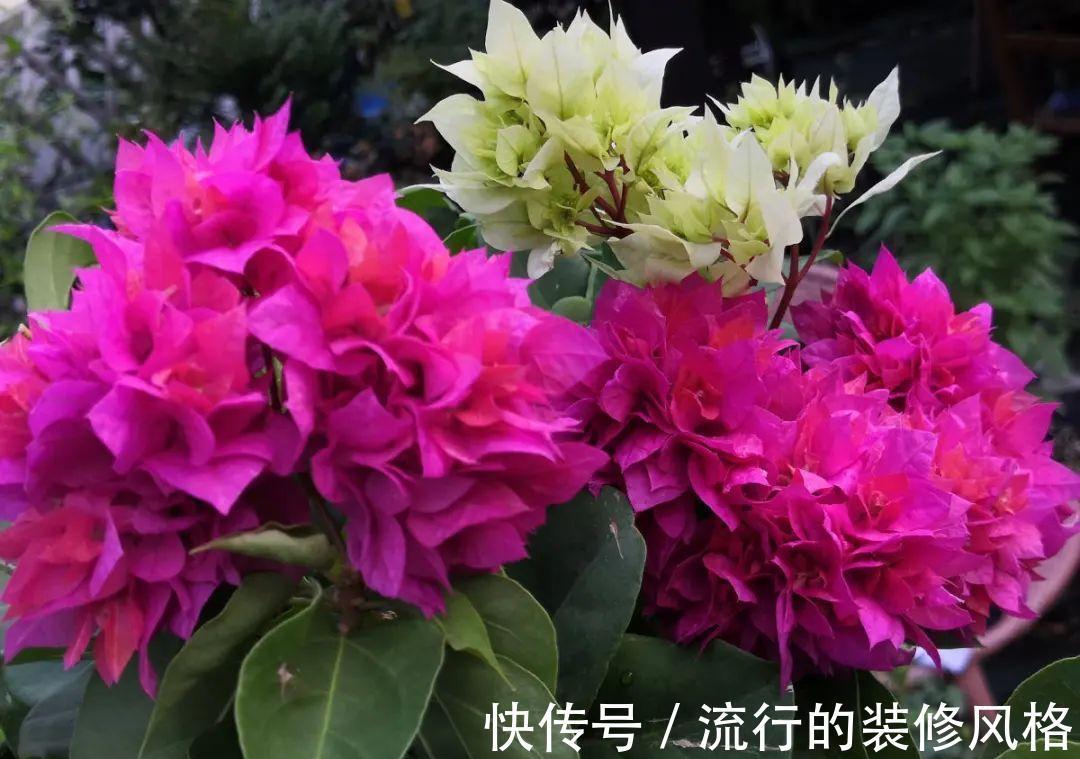 这花就要养老桩,年年开花,越老越值钱