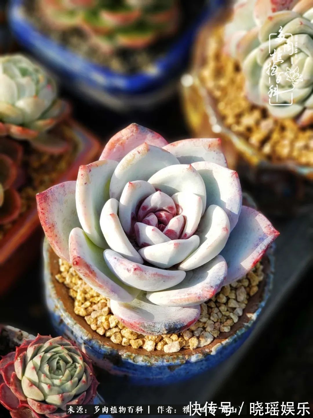 万圣节|养多肉六年,从痴迷到佛系,世事漫随流水,唯有喜爱永恒!