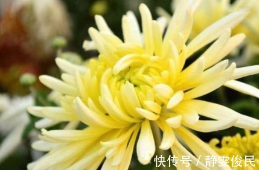 山楂|泡菊花时加一宝,女性常喝,排毒燃脂,眼睛亮了,肝也更健康!