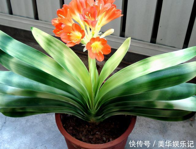 花盆|养君子兰有“六怕”，你知道吗？新手一定要避开