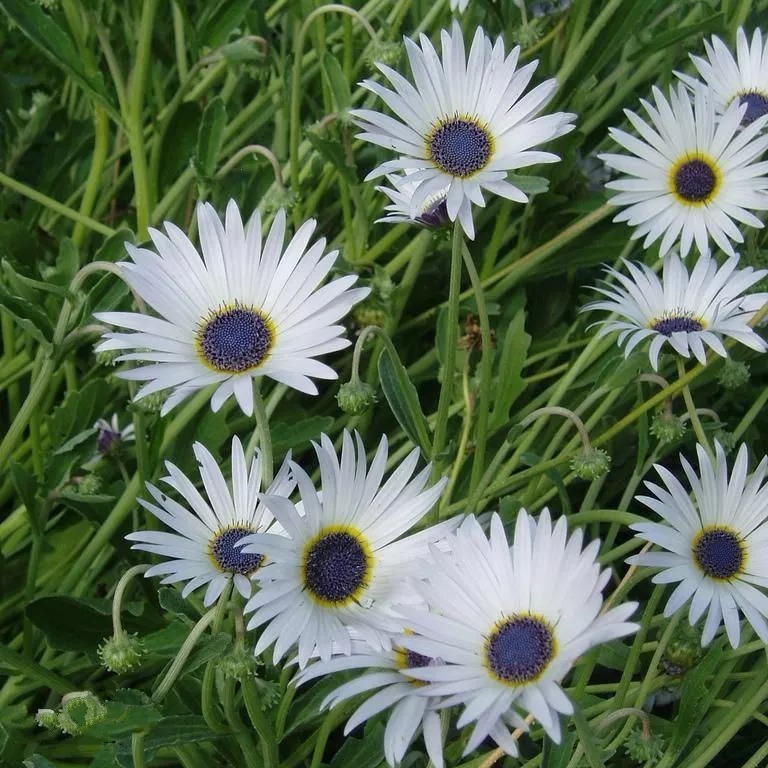 世界上品种最多的植物,没有之一,光路边就有20多种!