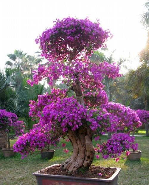  开花|三角梅开花最简单的方法，再笨的人也能学会