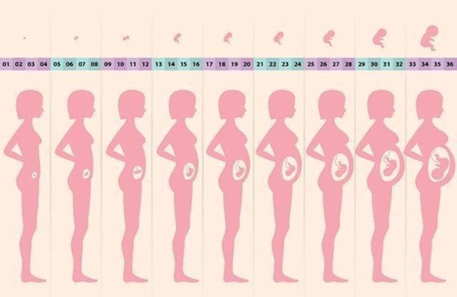 什么时候|胎儿什么时候长最快？合理控制体重，孩子大脑发育好更健康