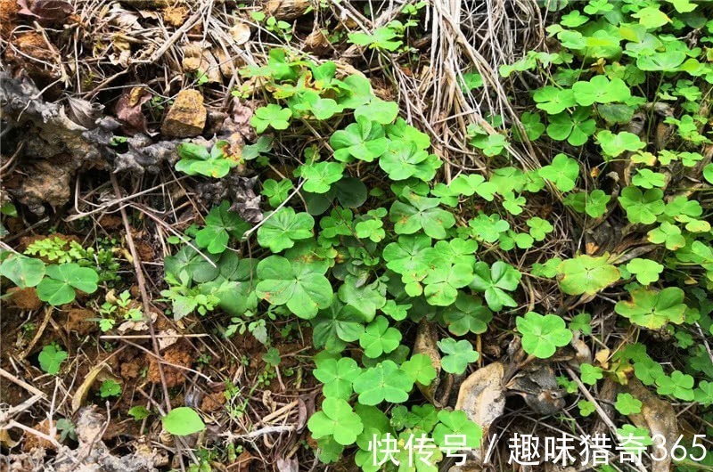 萝卜状|人称“三叶草”,根部似萝卜,农村没人要,城里却大量种植