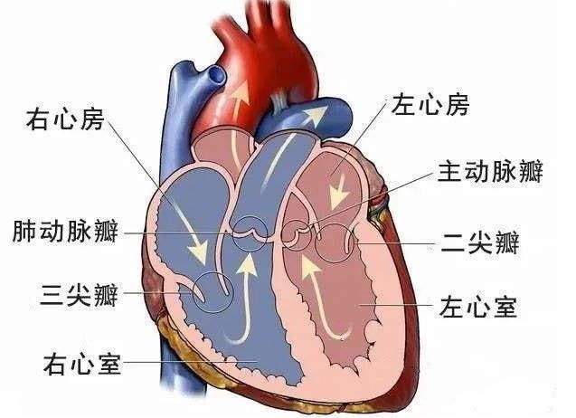 孙逸仙|心问题，新突破！广东医生用微创手术来“补心”