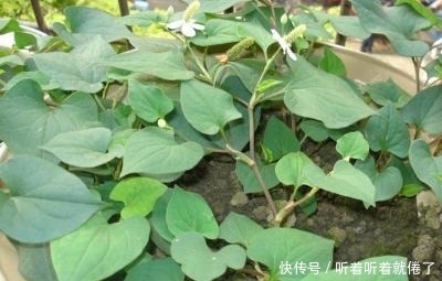 多用2种草药泡水喝,杀菌消炎,养护子宫