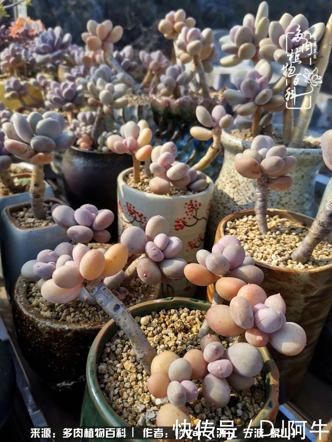 入多肉坑八年,始于初心,一切但求无愧于心