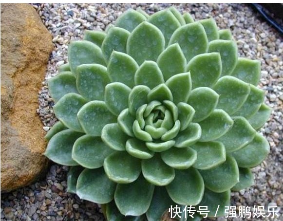 养花要先懂花，以下几种居家好养花卉，你知道它们的生长习性吗