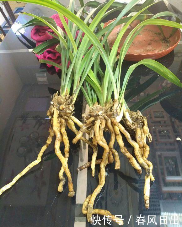 养好兰花只用此一招!兰花换盆,分盆,捂老头,爆芽,爆花