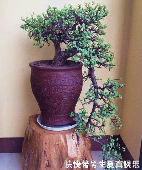 修剪|养金枝玉叶,一个小技巧,盆栽变成漂亮盆景,叶绿枝多姿态优美