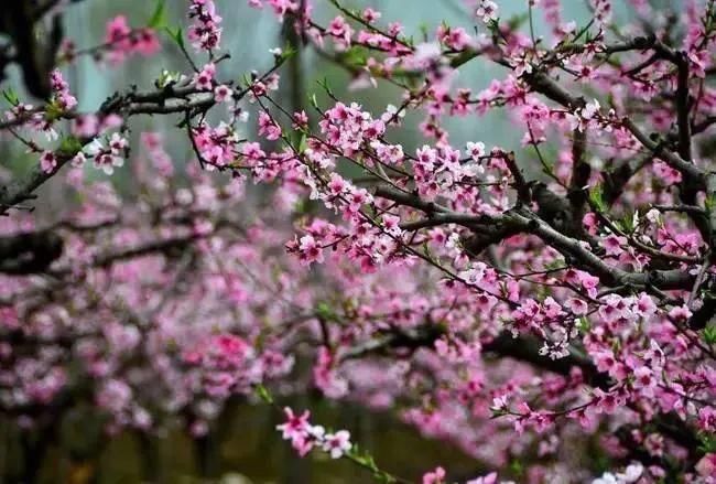 桃木|道教法器中桃木为何最受人喜爱,有何神威呢?