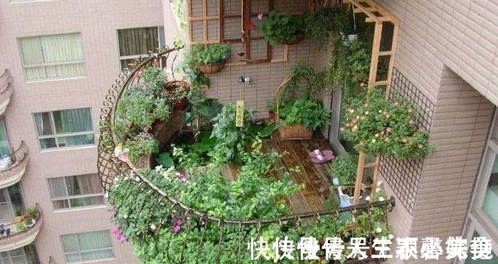 果树|阳台不要塞一大堆花盆了!学聪明女人种果树,好看又好吃