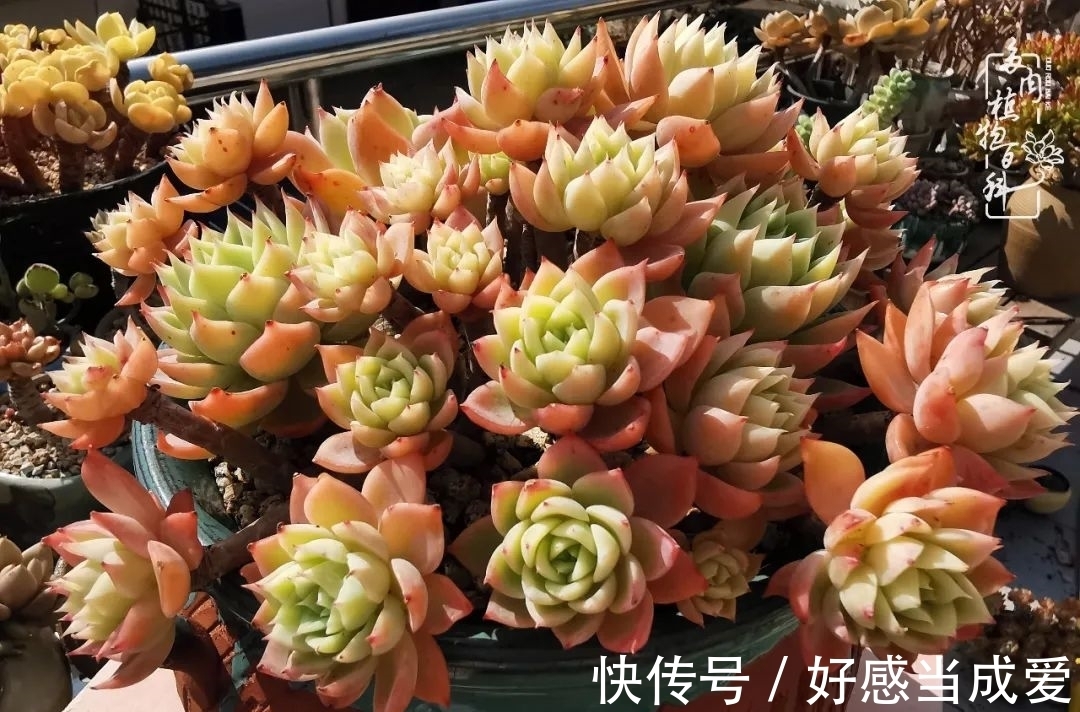 治愈之“肉”:愿所有的养肉人都被这些“胖子们”治愈