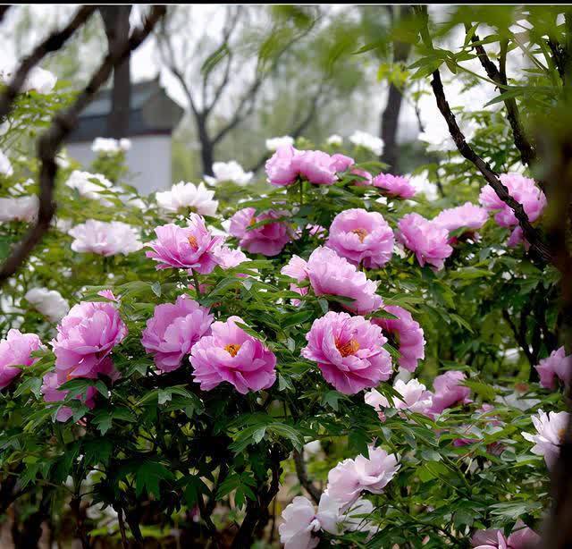 南方养花，避开“冷凉花”，买了也白花钱，天一热就枯了