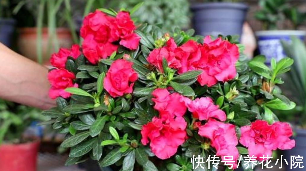 5种花公认的“难养”,总是黄叶枯萎,新手养不好