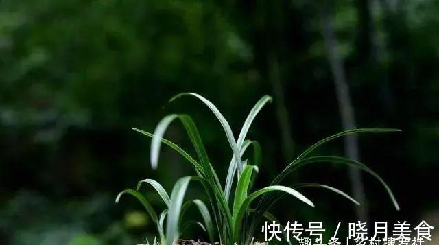 剪掉叶片的兰花，还能成活再生吗？兰友：合理操作，兰株更漂亮