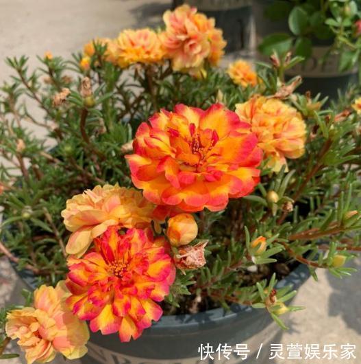 光照|新手学养花，6种“练手花”随便养，做好“功课”，秒变“高手”