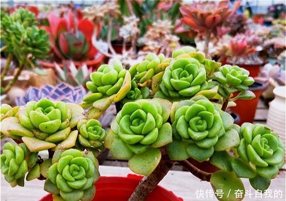 玫瑰|比“玫瑰”还漂亮,养成老桩就是一束手捧花,难怪有人养了几十盆!