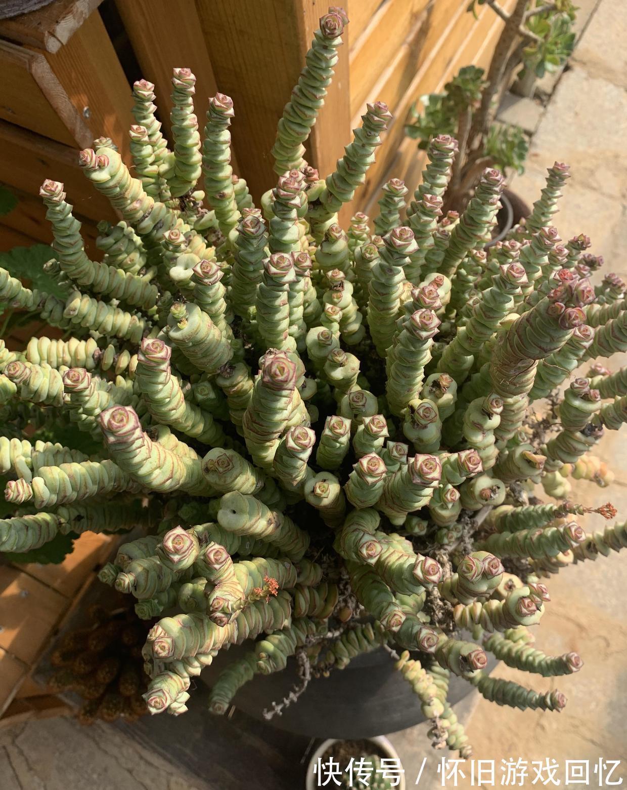 长成八爪鱼的多肉钱串,很好养,种到盆里就能长,就是没状态