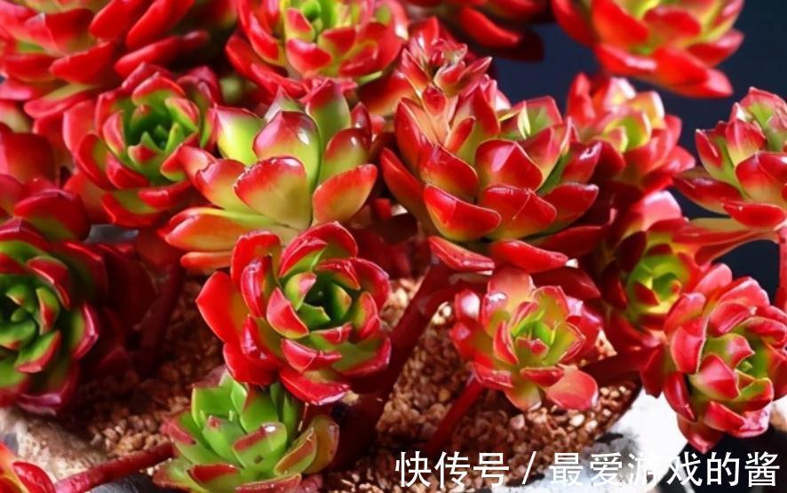 多肉盆栽养护时,秋冬多注意这4点,园艺新人也能养出好状态