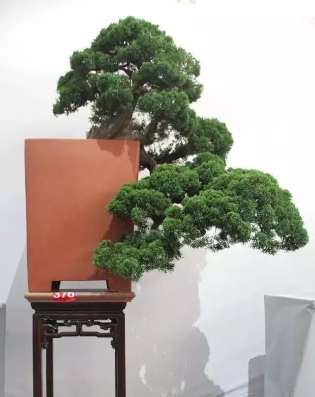 韵味|值得收藏的盆景设计图,别有韵味