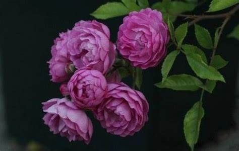 养花试试这几款,株型丰满,一年四季郁郁葱葱,层层叠叠