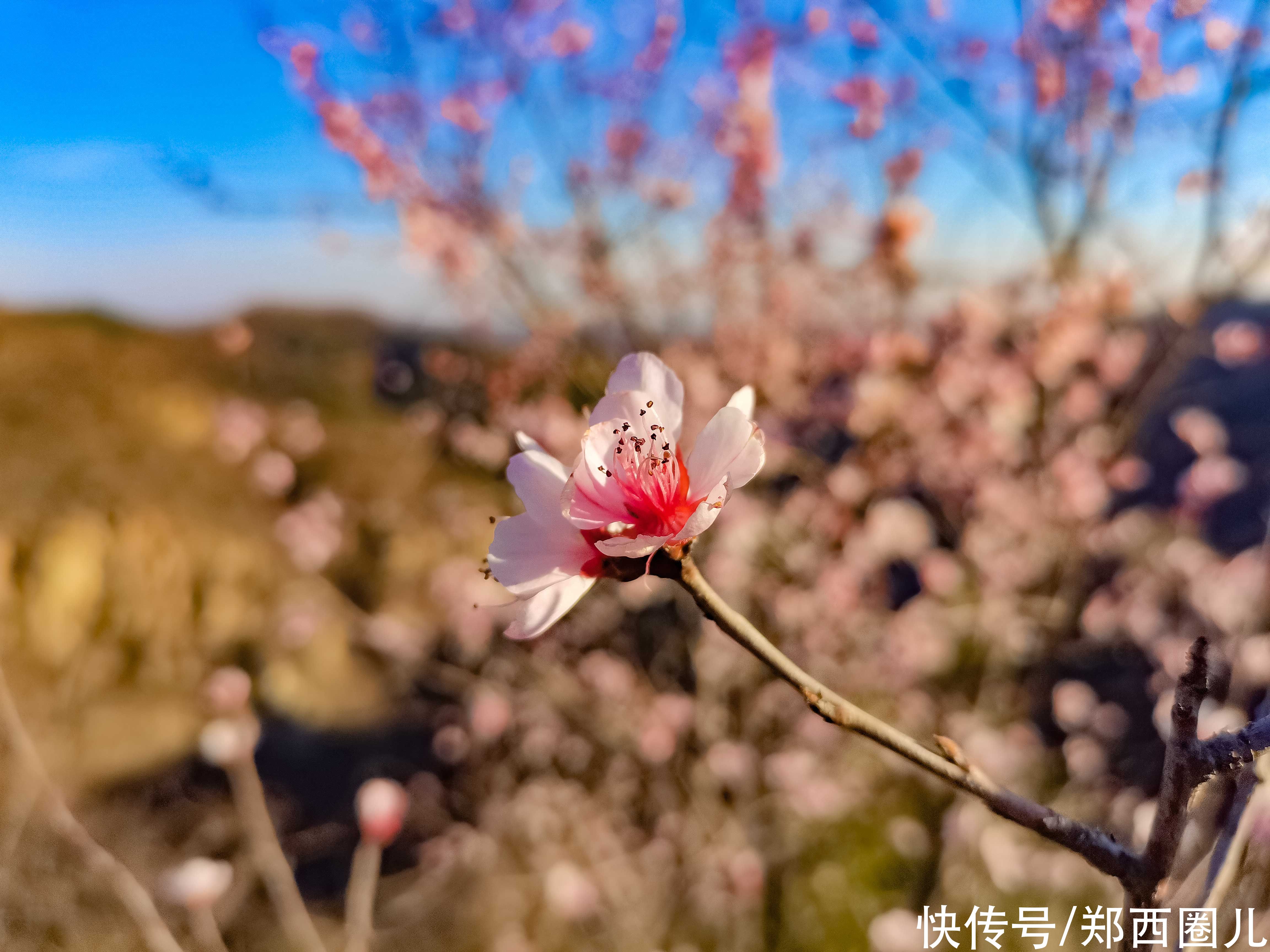 中年|郑州这个春天来得有点早 徒步环游穆桂英寨小龙池赏山桃花