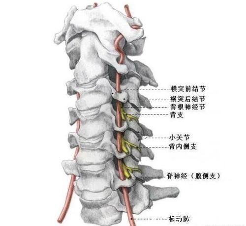 脊髓|颈椎，为何为“百病之源”！颈椎病分10级，超过2级就要注意了