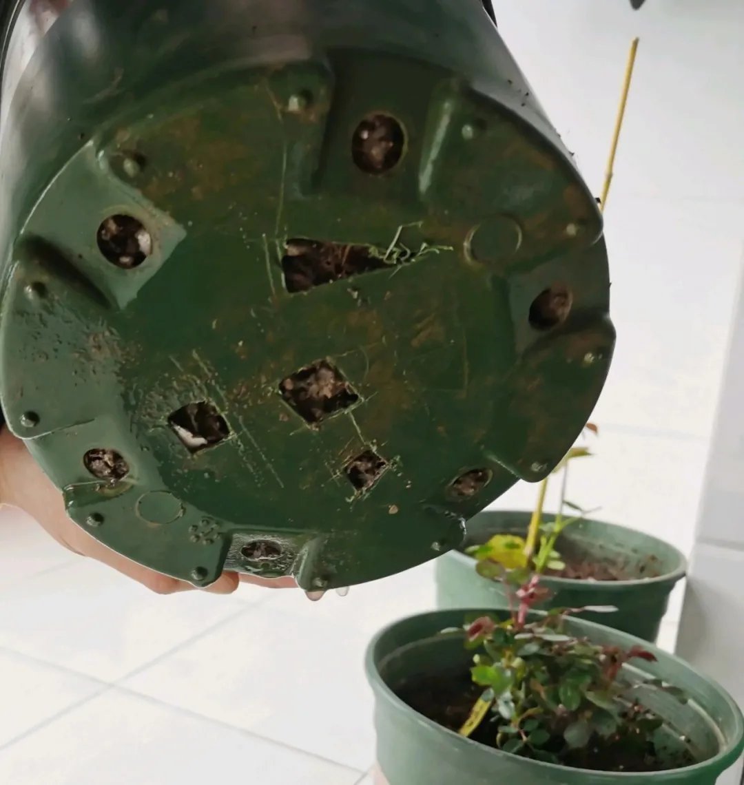 买的花总不活,秘密全在花盆里,搬起来看看才知道