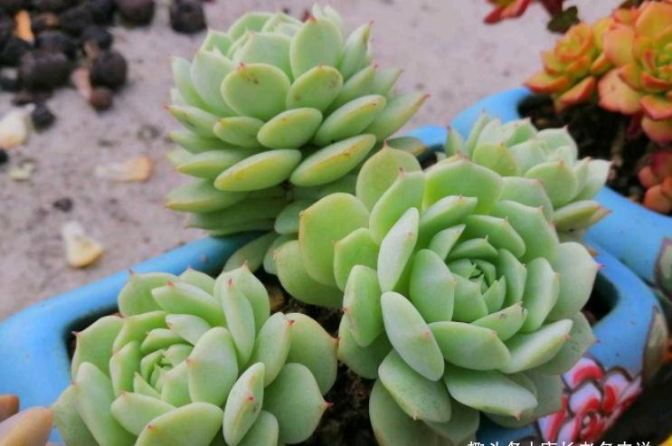 多肉静夜和露娜莲,一个“肤白貌美”很娇气,一个株型周正又好养