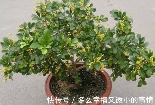 聪明的人|“细菌”的克星找到了,在室内养这4种花,空气清新少生病!