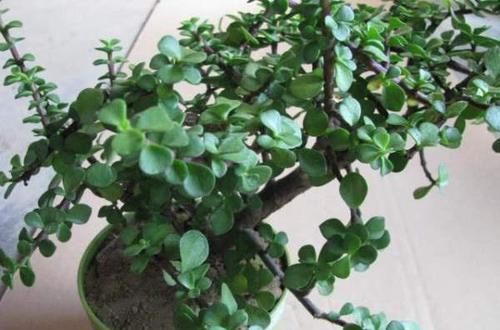  悬崖|金枝玉叶忒好养，剪2刀就变悬崖桩，镇宅还值钱