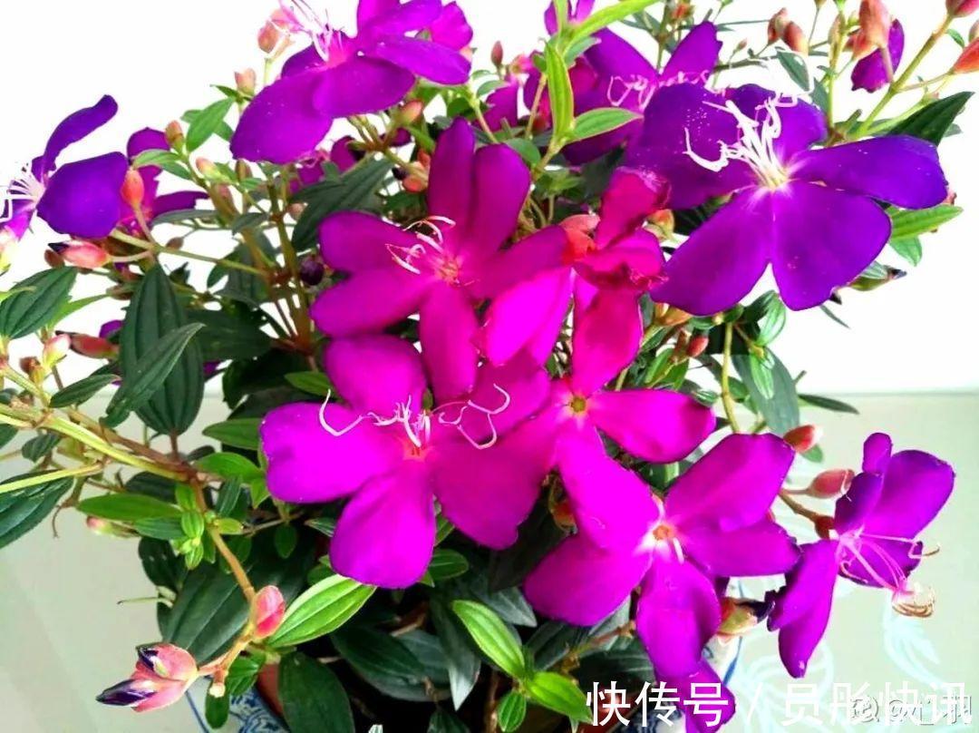 蓝蝴蝶|5种花真稀罕,叶子越晒越红彤彤,一盆能开20朵!