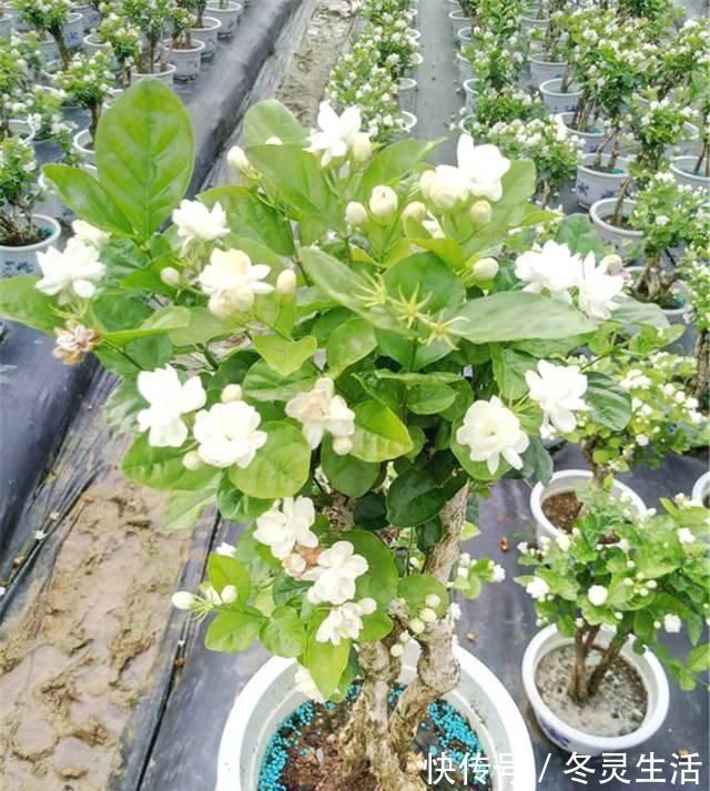 茉莉有“三怕”,老手花友也易踩坑,避开猛窜芽,花开一茬接一茬