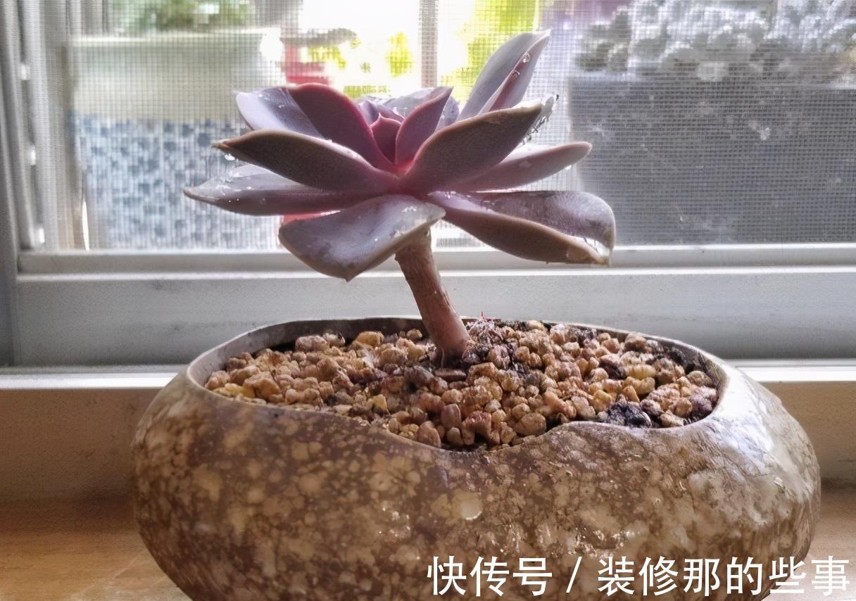 徒长|阳台党打心底里喜欢的多肉不多,紫珍珠算一个,群生的老桩真漂亮